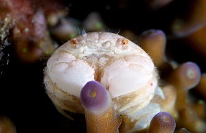 Raja Ampat 2019 - DSC07425_rc - Pearl granular purse crab - Crabe bourse granuleux perle - Heteronucia perlata